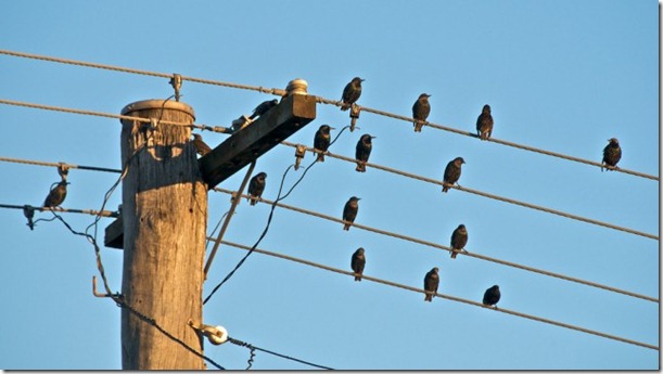 PowerPoles-640x360