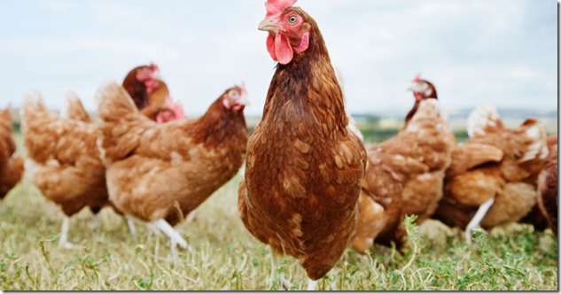 Chickens-740x385