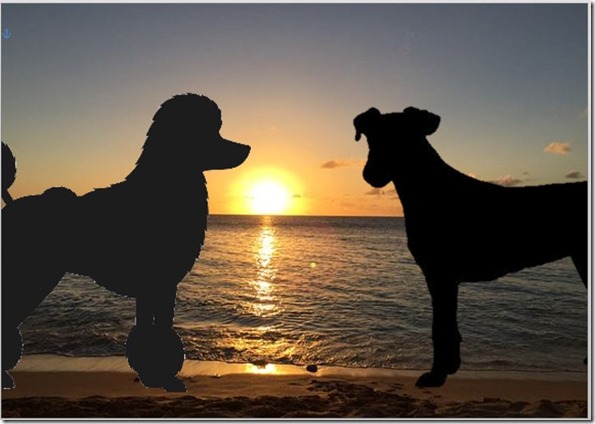 Jack russell & Toy poodle beach 1-3