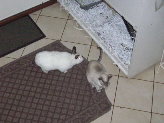 1094634_10202007454250625_469919075_o