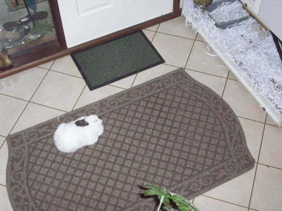 1167362_10202008611439554_1824580683_o