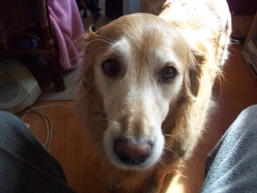 858894_10202622642989959_1065346154_o