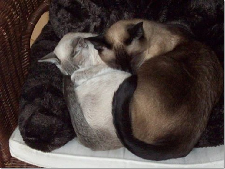 10269519_10204149459639421_4368434640644515638_n