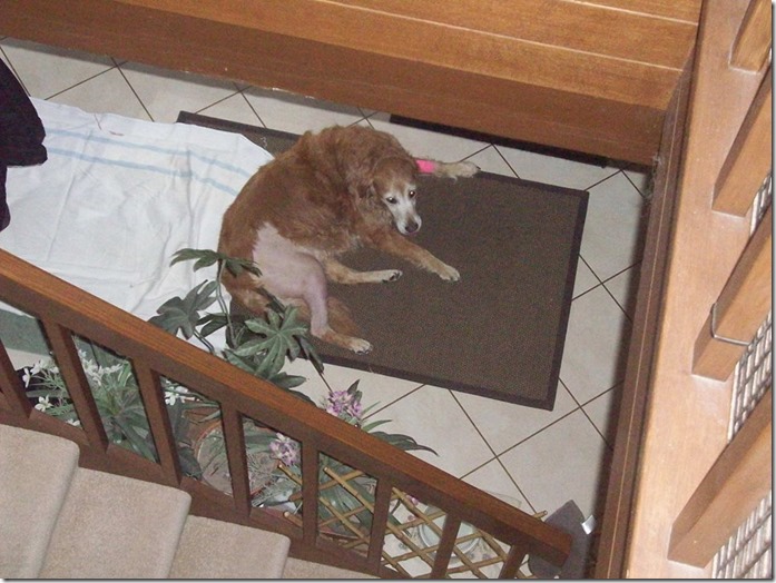 10346525_10204705982872154_2085431090833634865_n