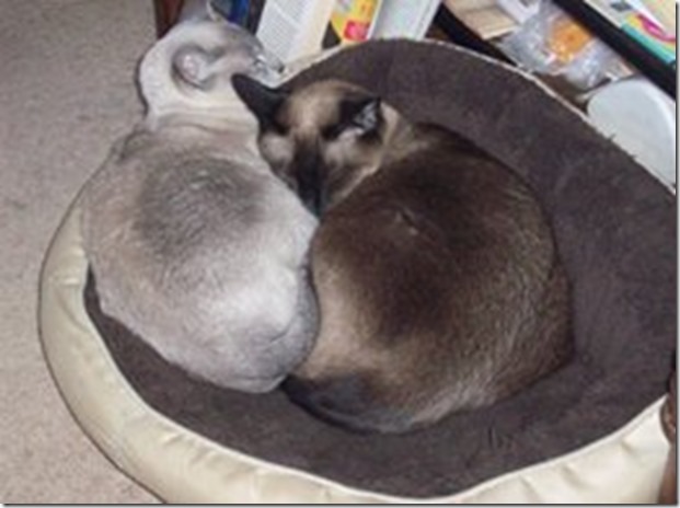 10580217_10205002685689539_4192915026151739074_n