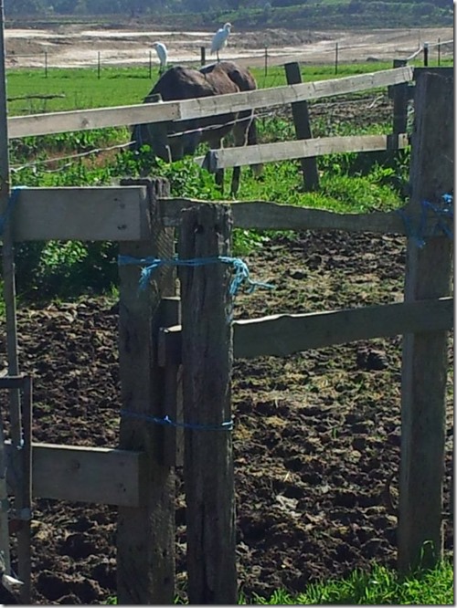 10622712_10204933598002390_4966537062840786935_n