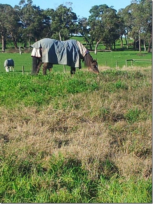 1910631_10204698762571651_376085739398413837_n