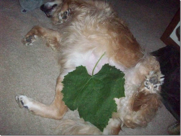 10173693_10205871416647270_6457058583498153333_n