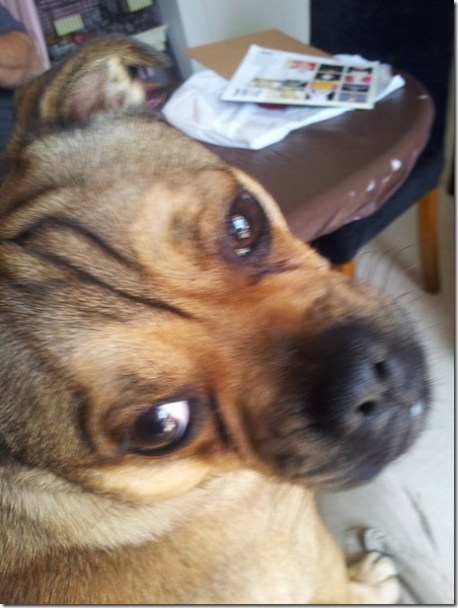 10888624_10205939158540775_3919774599948899631_n