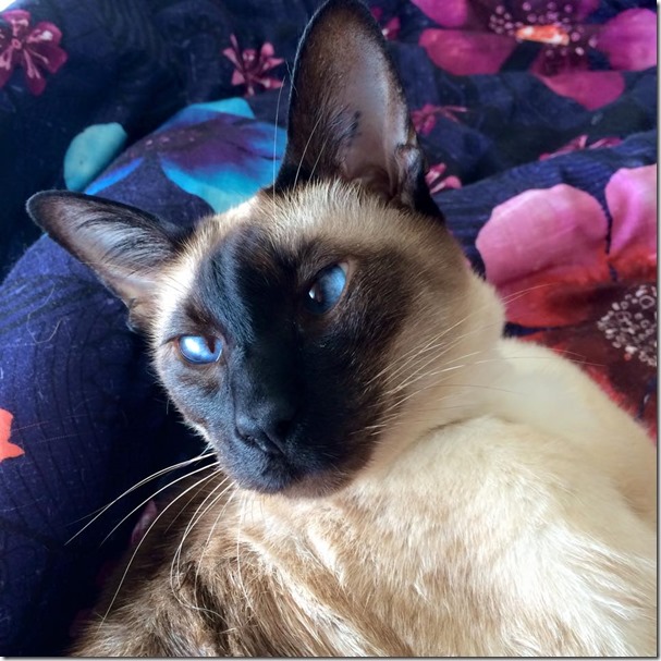 10917819_1527972947484735_1439343337426578334_n