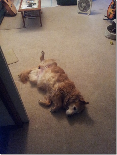 11046861_10206587152460218_7558588772573258502_o