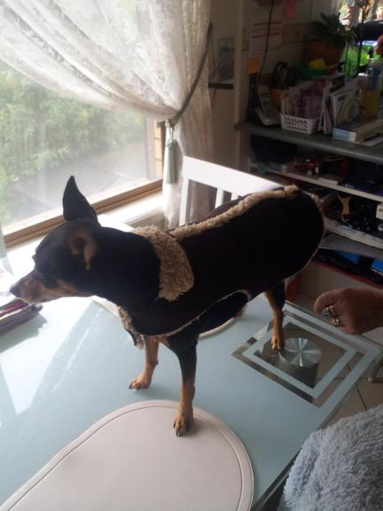 11149727_10206766598426255_5501759933717814097_o (1)