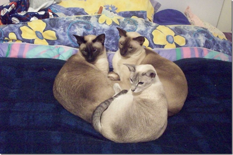 11034456_10206682900733865_6669395191707214034_o