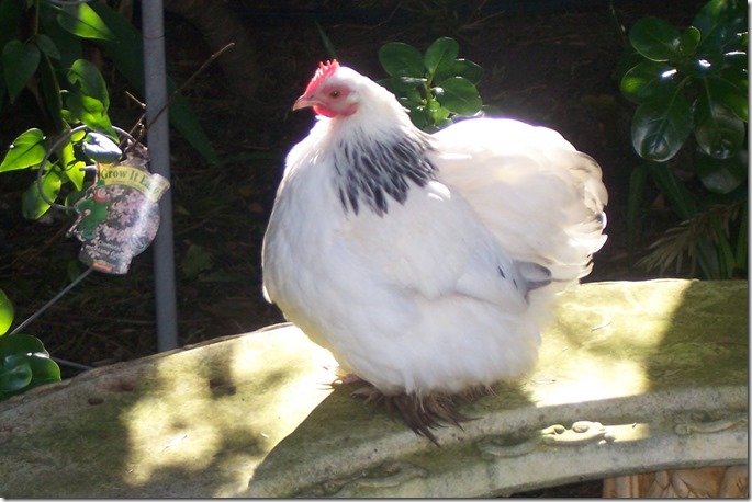 11402306_10207198276377934_9202777780716174156_o