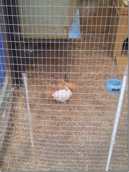 1-12196279_10208282147594037_5962707221121523419_n