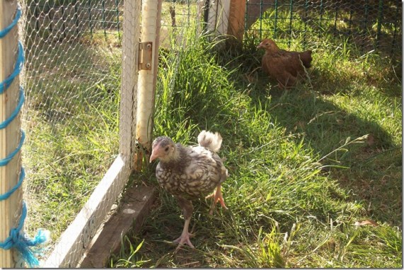 12052653_10208195889677643_3400503556066682367_o (1)