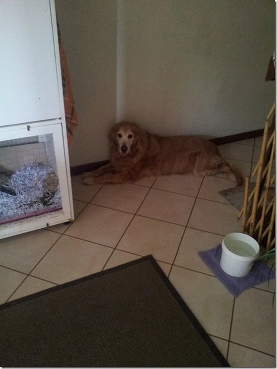 12108237_10208217759224368_7329841495576466407_n