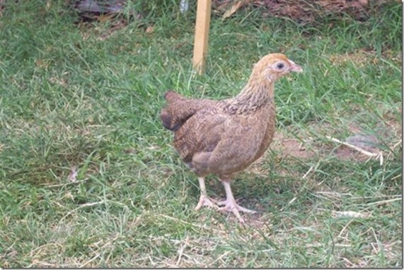 12116017_10208195889317634_6538402255698505100_n