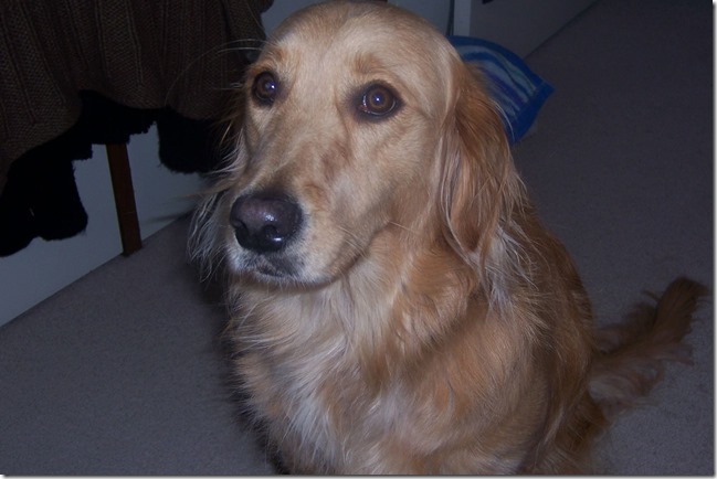 12888661_10209399299562138_1493465491232739047_o