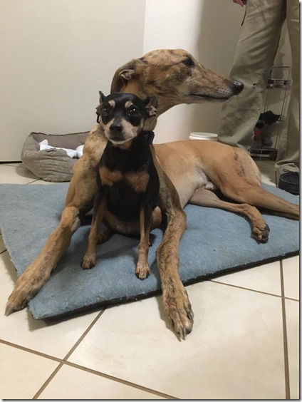 13113236_10153946386705033_1881966446_o