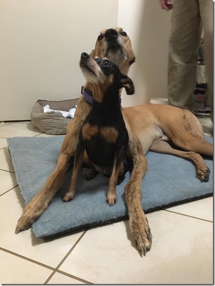 13120937_10153946386570033_6239436_o