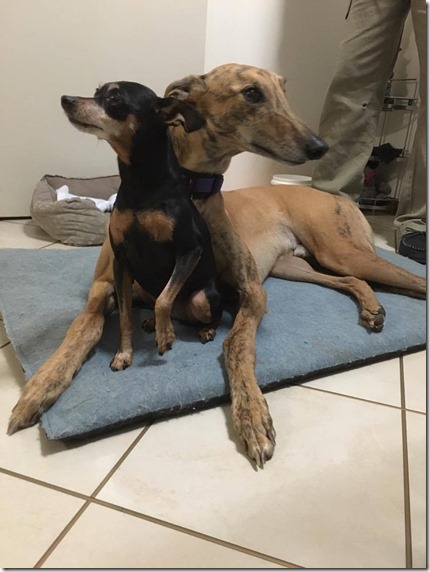 13148002_10153946386635033_1253155196_o