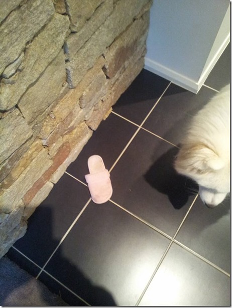 13177430_10209763455505809_7573480150638155832_n