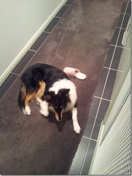 13178547_10209763455785816_5635101402092780883_n