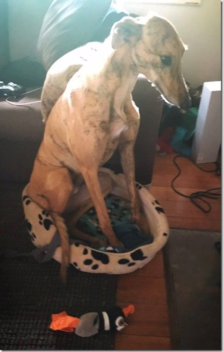 13260144_10209875182498914_1197753650149699672_n