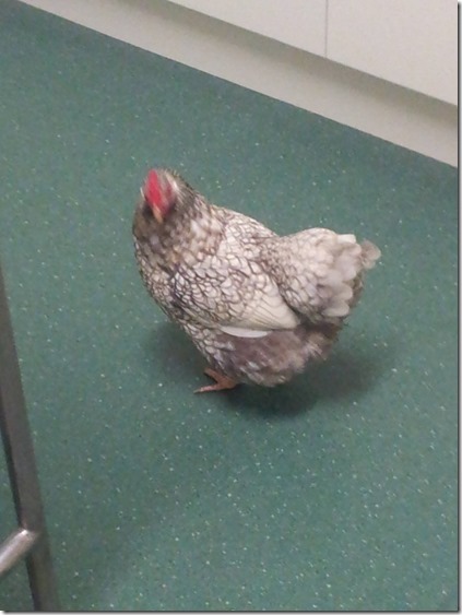 15272186_10211637628958974_8680751950492377076_o