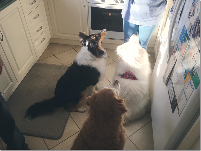 15493430_1822695278012499_3232214664425461113_o