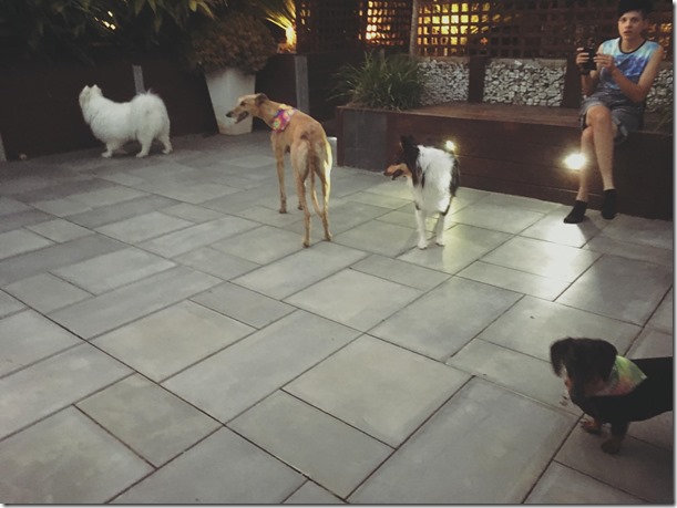 15625725_1826147114333982_8127015230826141308_o