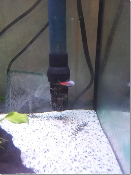 15727195_10211983610368293_8247409401675099487_n