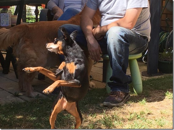 15965338_1835839820031378_6420493241666690549_n