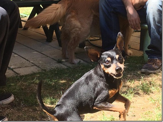 15976947_1835839880031372_1328839738652707588_n