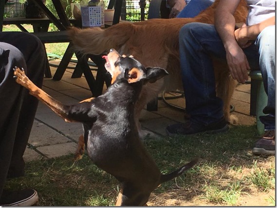 16003073_1835839840031376_540675283986913794_n