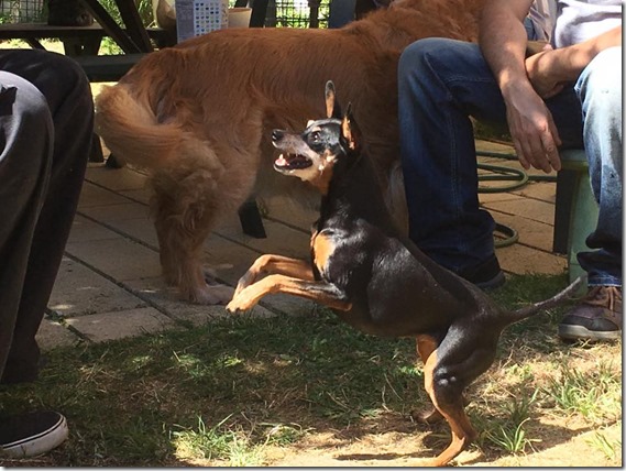 16105758_1835839860031374_6337550047767874304_n