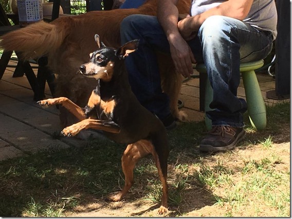 16113954_1835839806698046_5134028717641297042_n