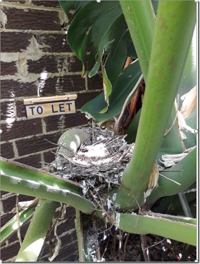 Nest to Let