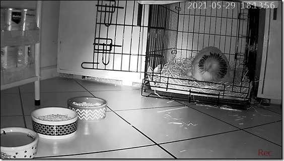 46193799-20210529181356