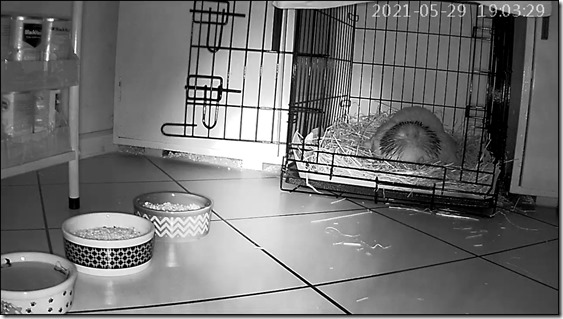 46193799-20210529190329