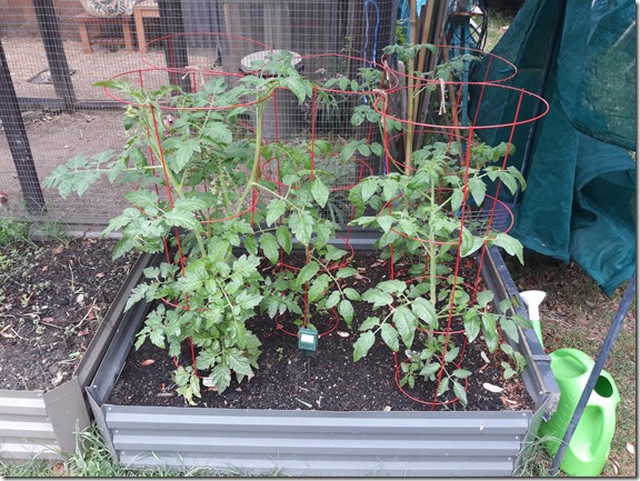 Tomatoes - progress