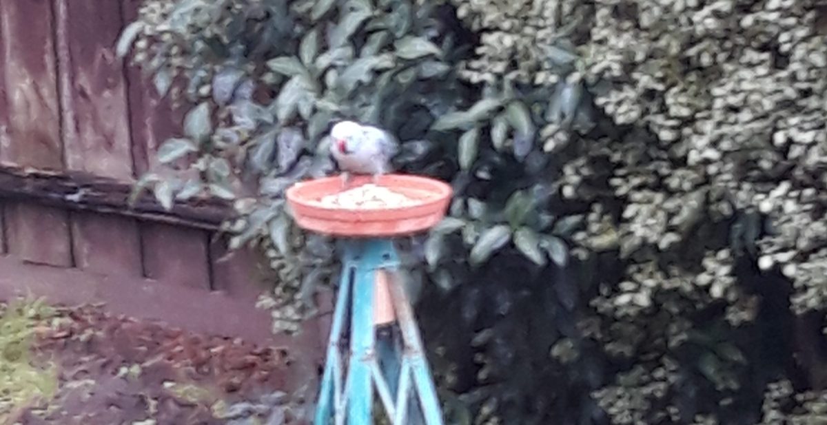 Indian ringneck parakeet back&nbsp;again!