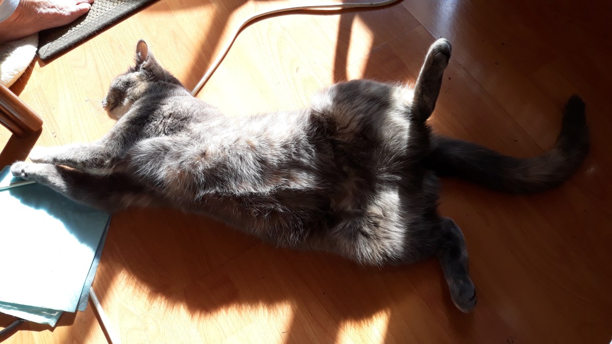 Zia soaking up morning&nbsp;sun.