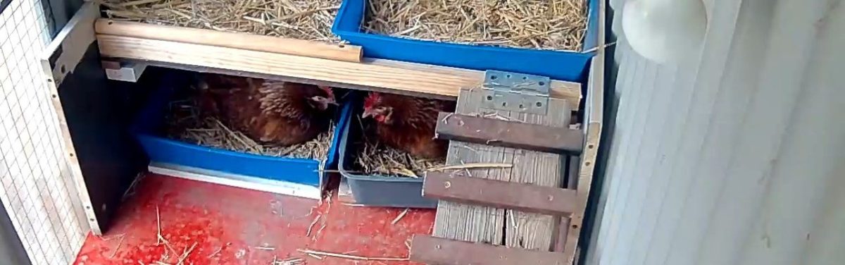 Ruby & Rosie morning&nbsp;business