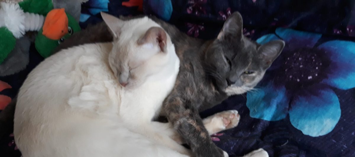 Arrived home where are the&nbsp;kitties?