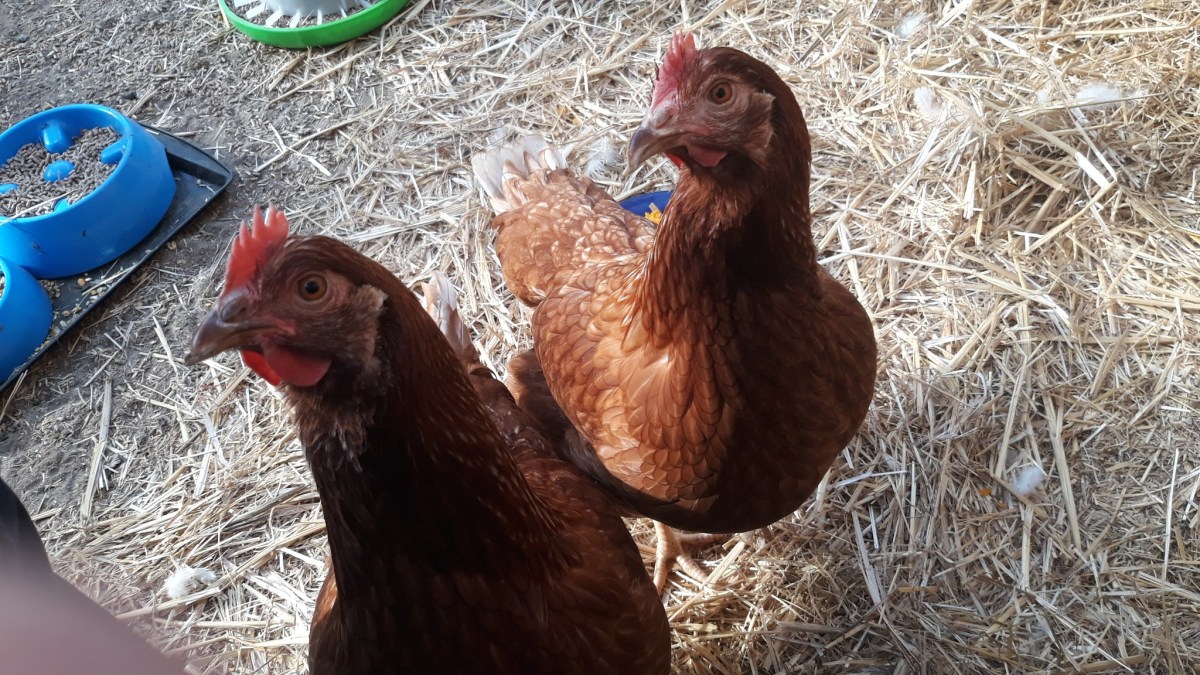 Modified roost looks&nbsp;OK