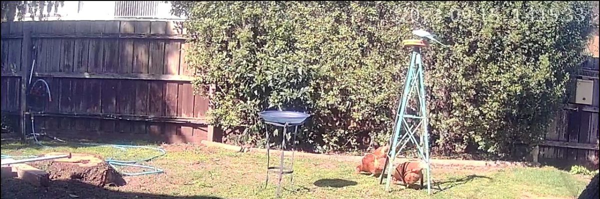 Bluey is still with&nbsp;us!