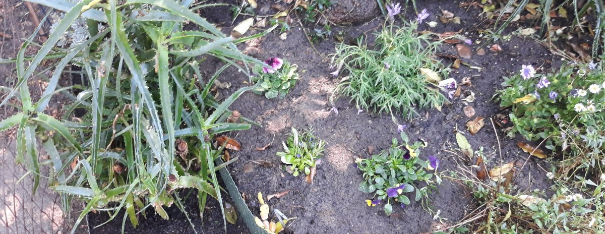 Cottage Garden Makeover – Part 4 Final