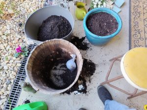 Wooden barrel is rotting